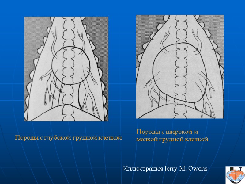 Породы с широкой и мелкой грудной клеткой Иллюстрация Jerry M. Owens Породы с глубокой